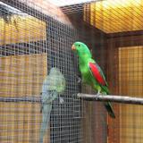 Aalten, Kleur en Fleur, vogelshow, 26 november 2016 013.jpg